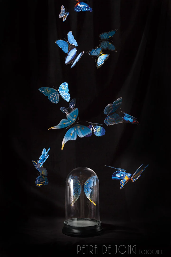 vlinder onderstolp.jpg