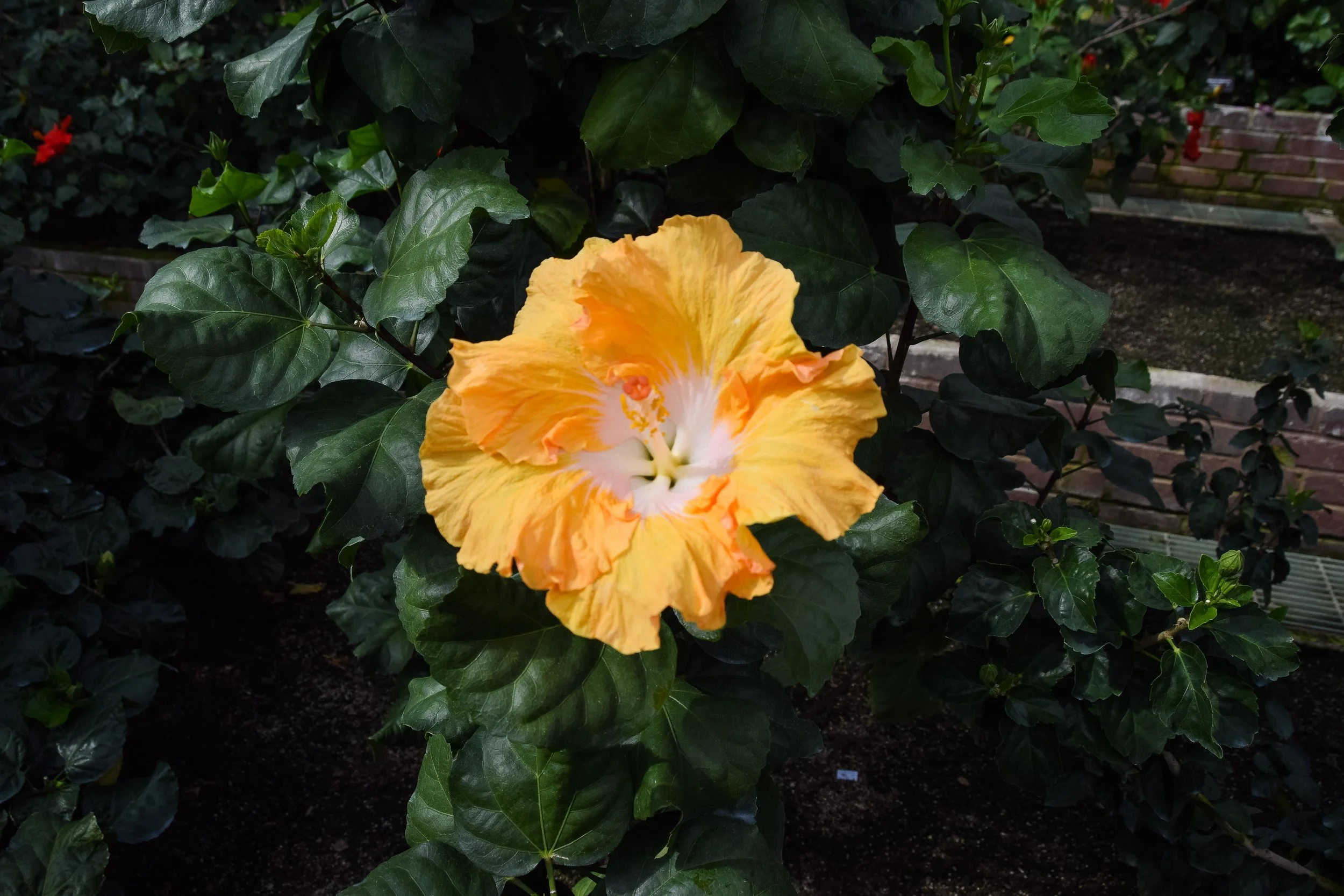 Longwood-6.jpg