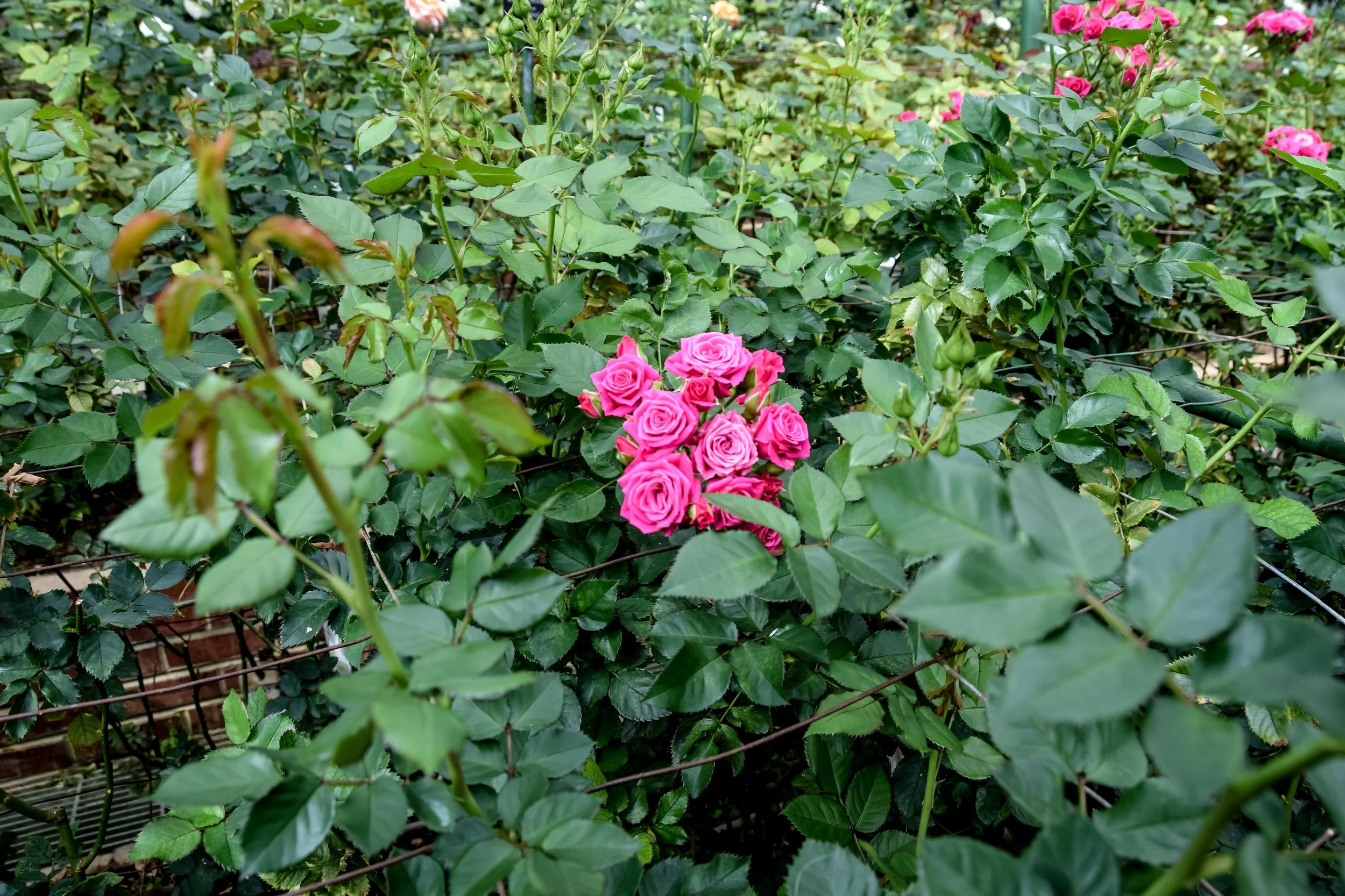 Longwood-7.jpg