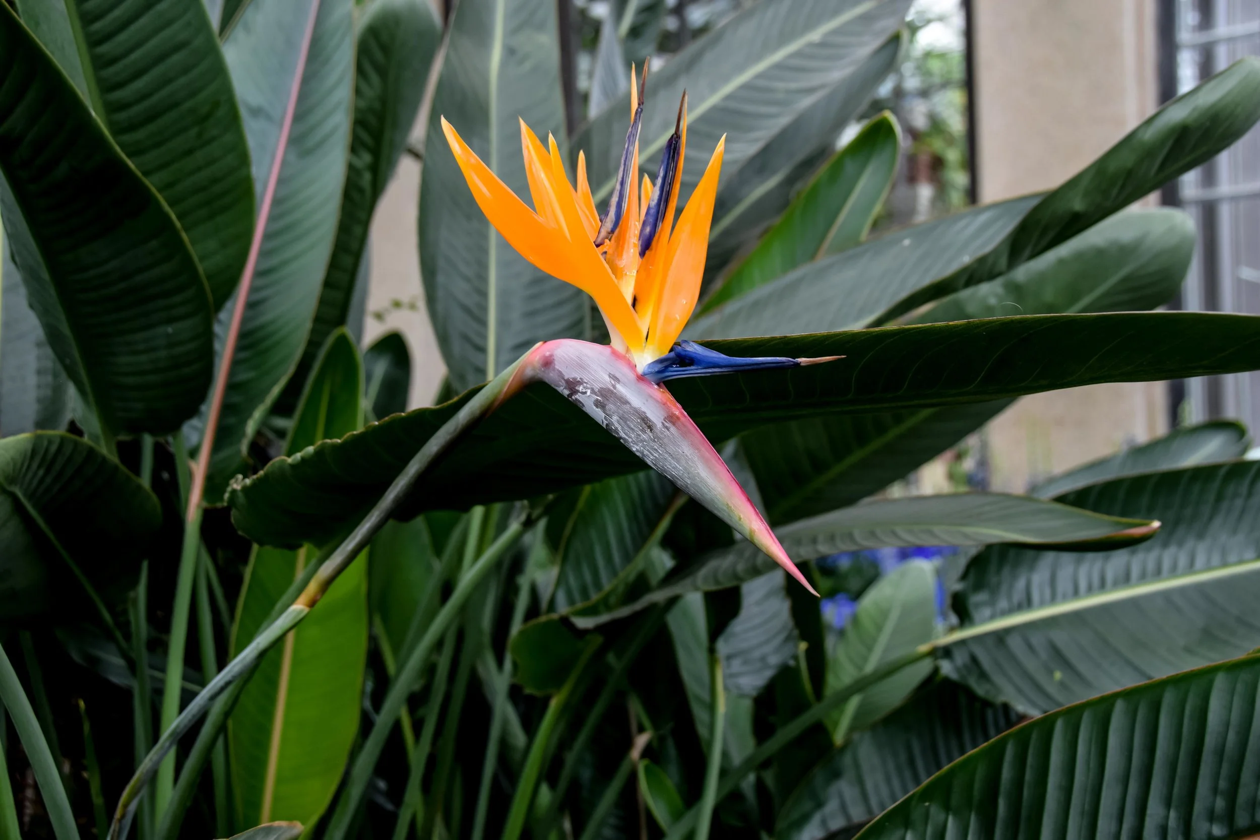 Longwood-12.jpg