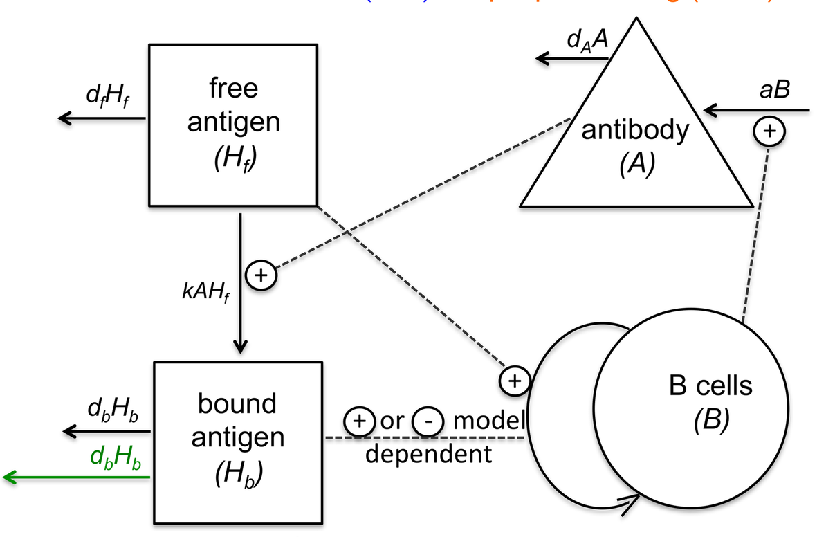 Multi-epitope Models Explain How Preexisting Antibodies Affect the Generation of Broadly Protective Responses to Influenza