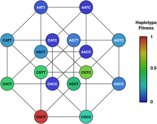 The effective rate of influenza reassortment is limited during human infection