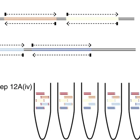 Multiplex PCR method for MinION and Illumina sequencing of Zika and other virus genomes directly from clinical samples