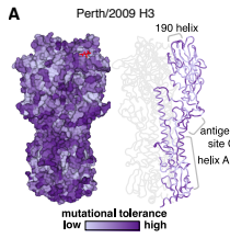 Deep mutational scanning of hemagglutinin helps predict evolutionary fates of human H3N2 influenza variants