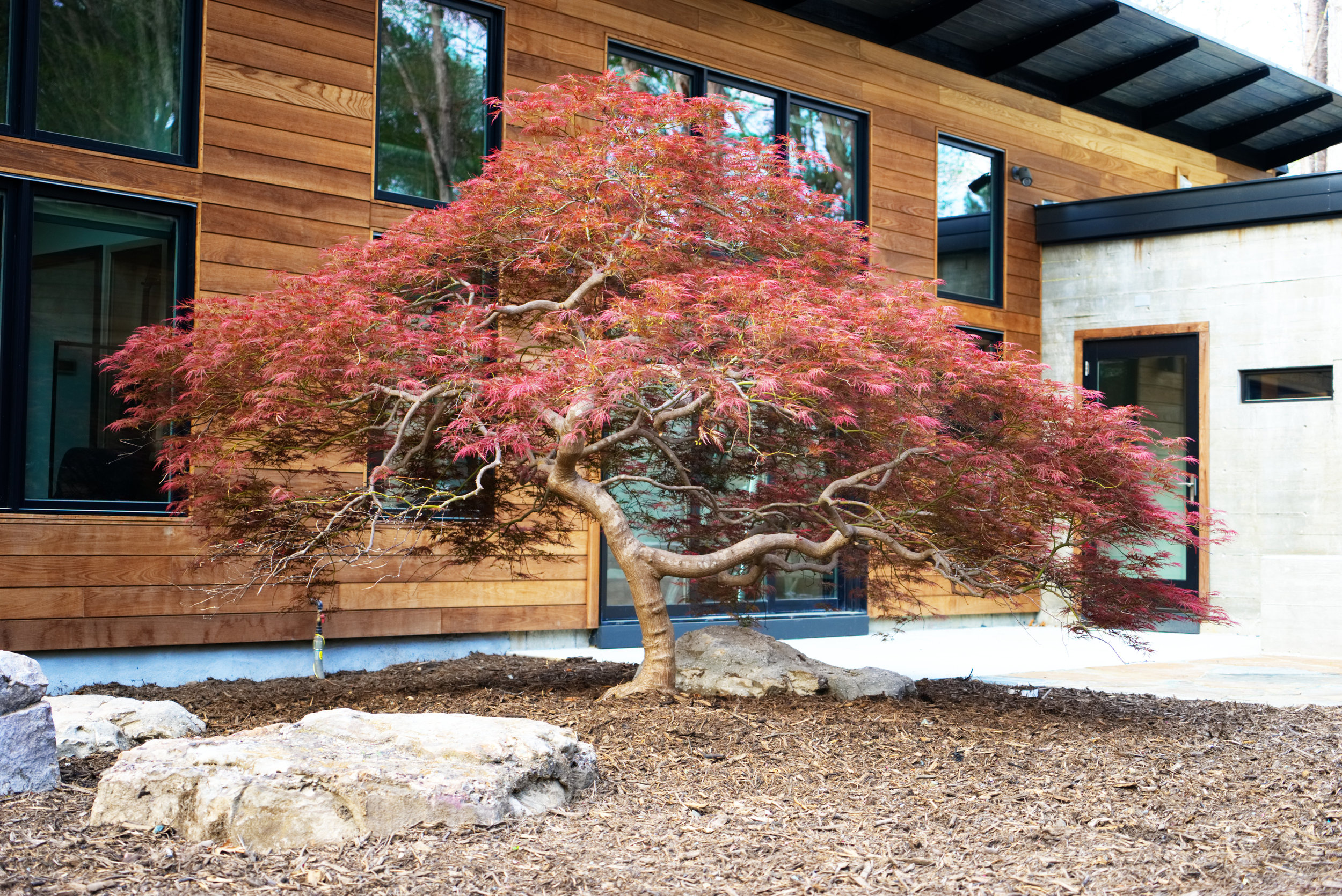 Japanese Maple.jpg