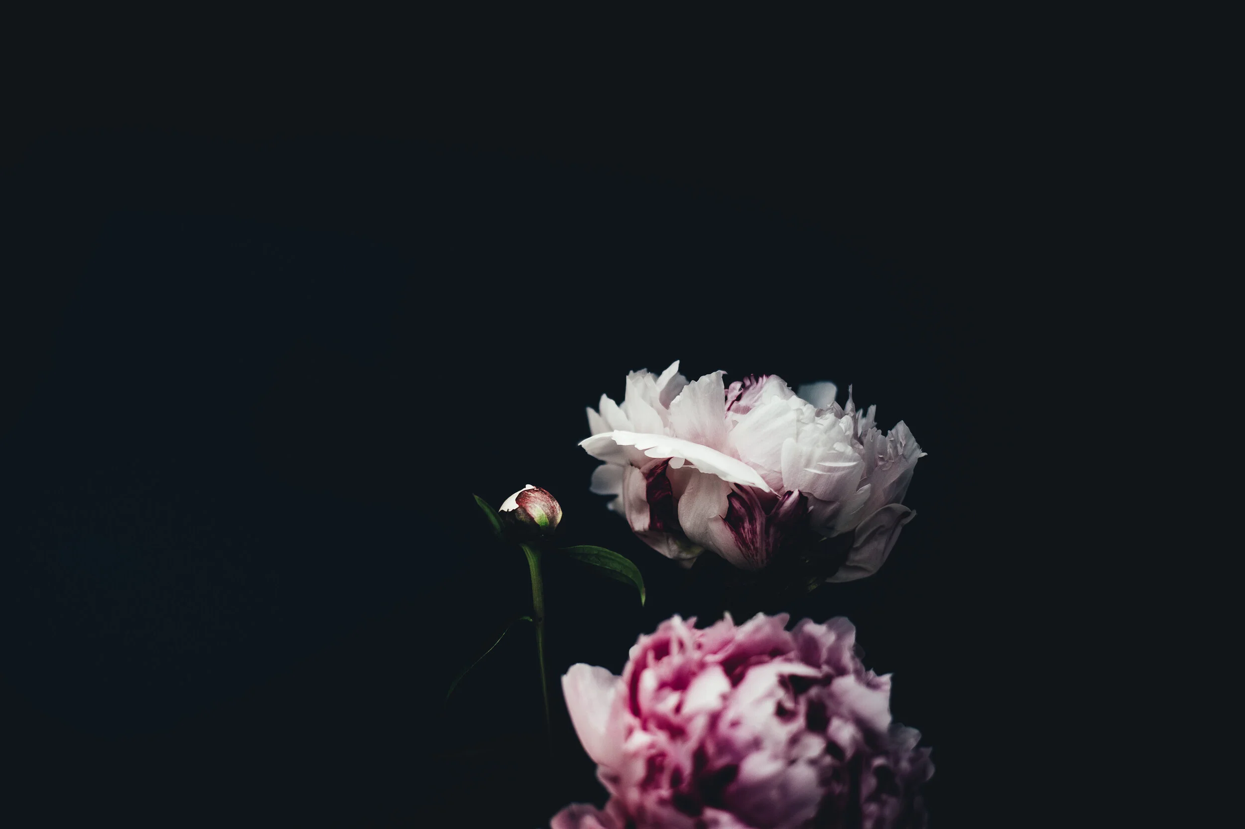 annie-spratt-nCn9gE5-1wU-unsplash (1).jpg