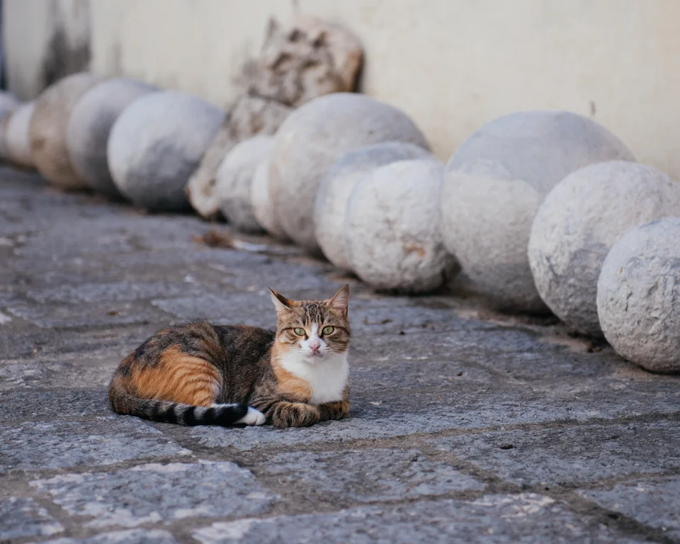 Stray cats littered the streets.