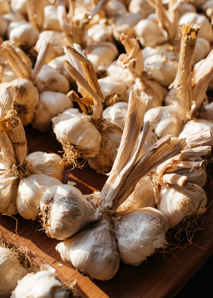 Fresh garlic in the morning light. 