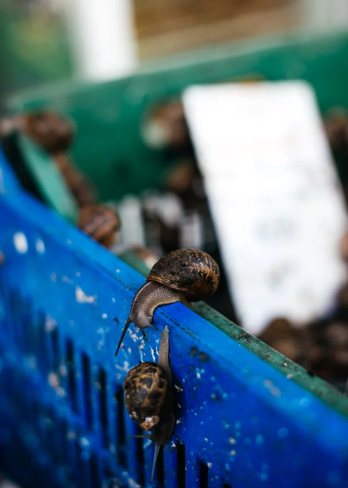 Live snails trying to get away before they become escargot. 