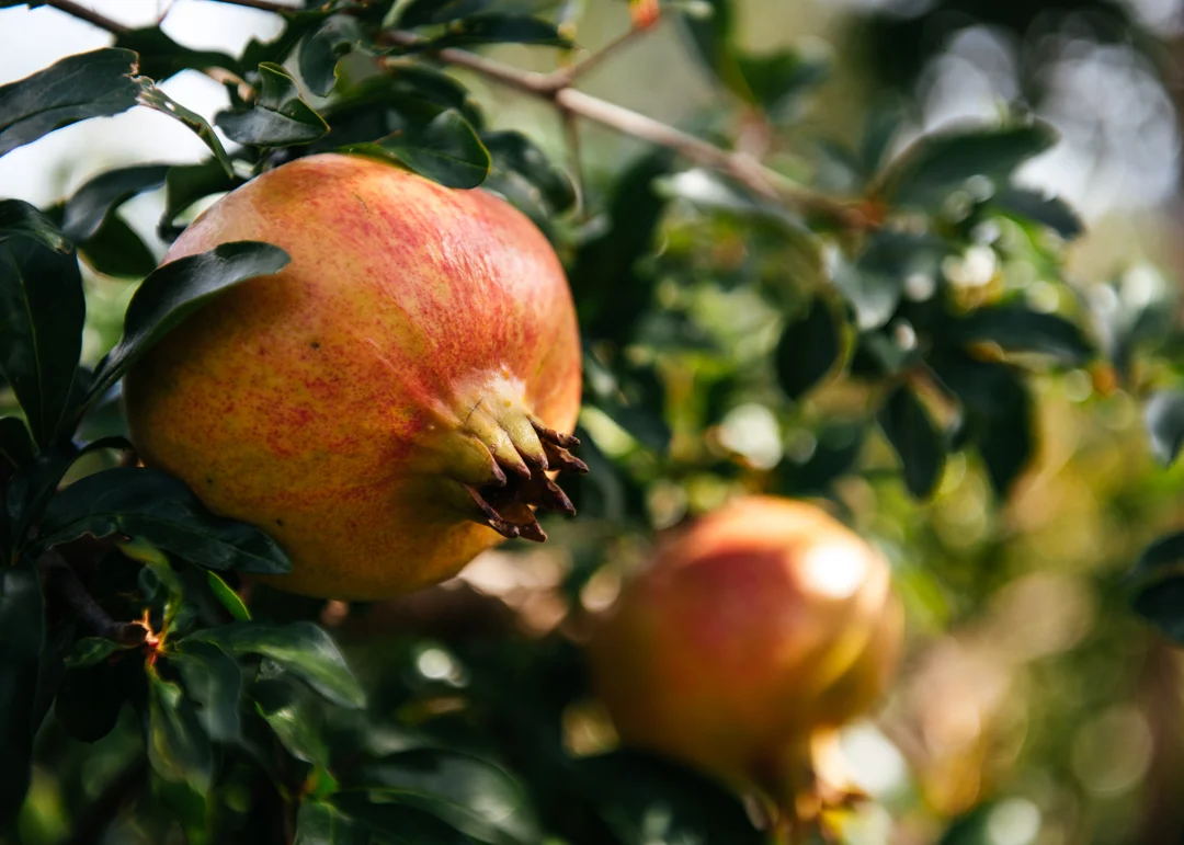 Pomegranate trees were abundant throughout the valley of Phosis. 
