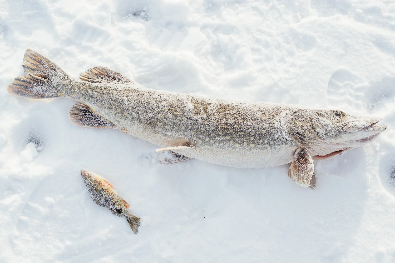Keeping the fish on ice to stay fresh.