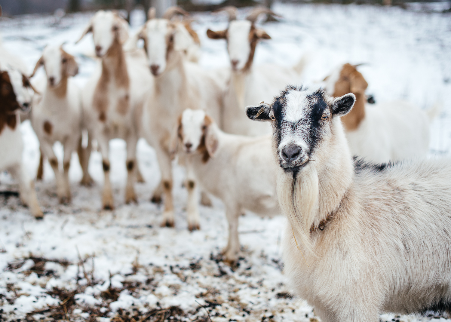 Goats!