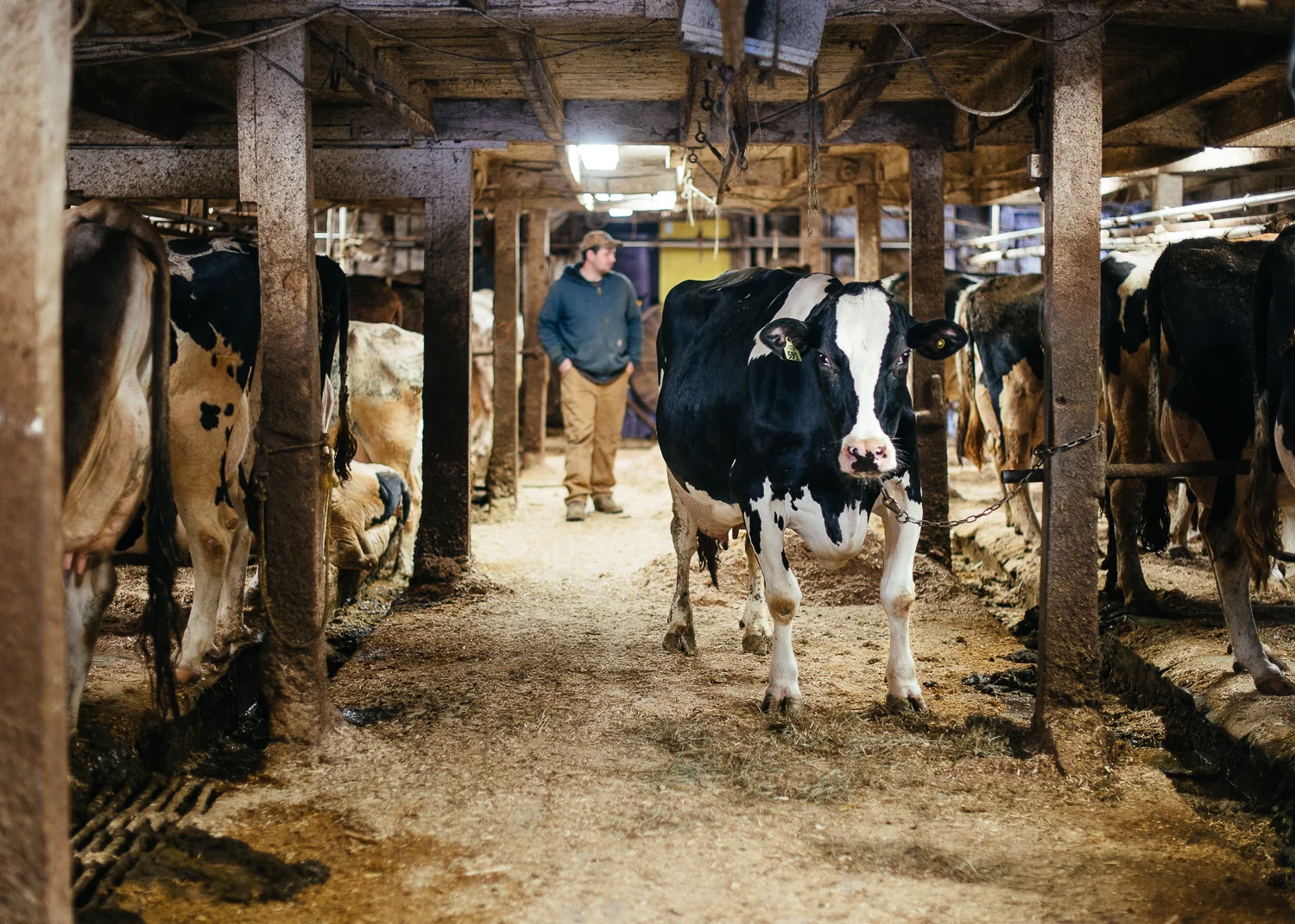Milking stations.