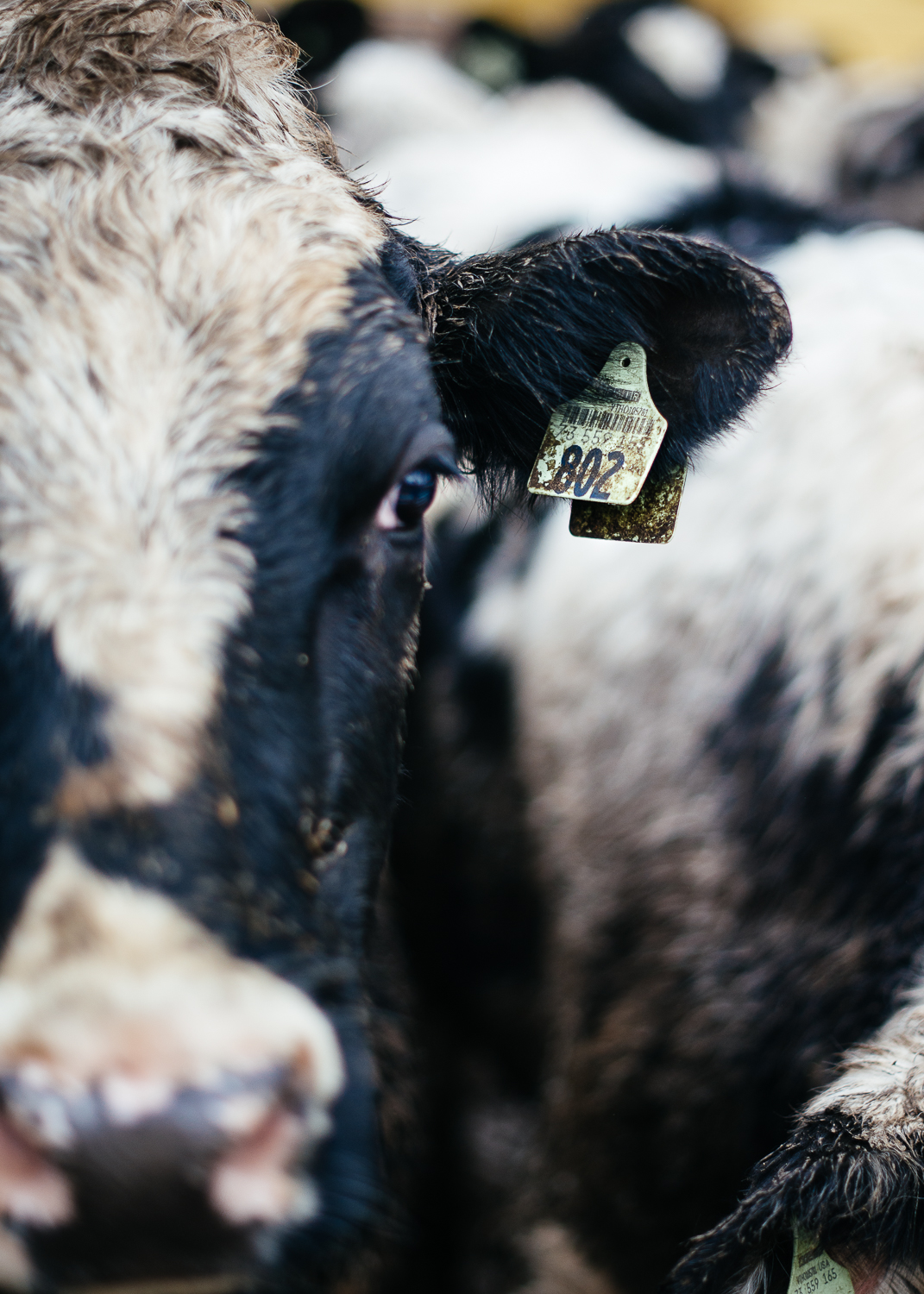 Vermont Cow