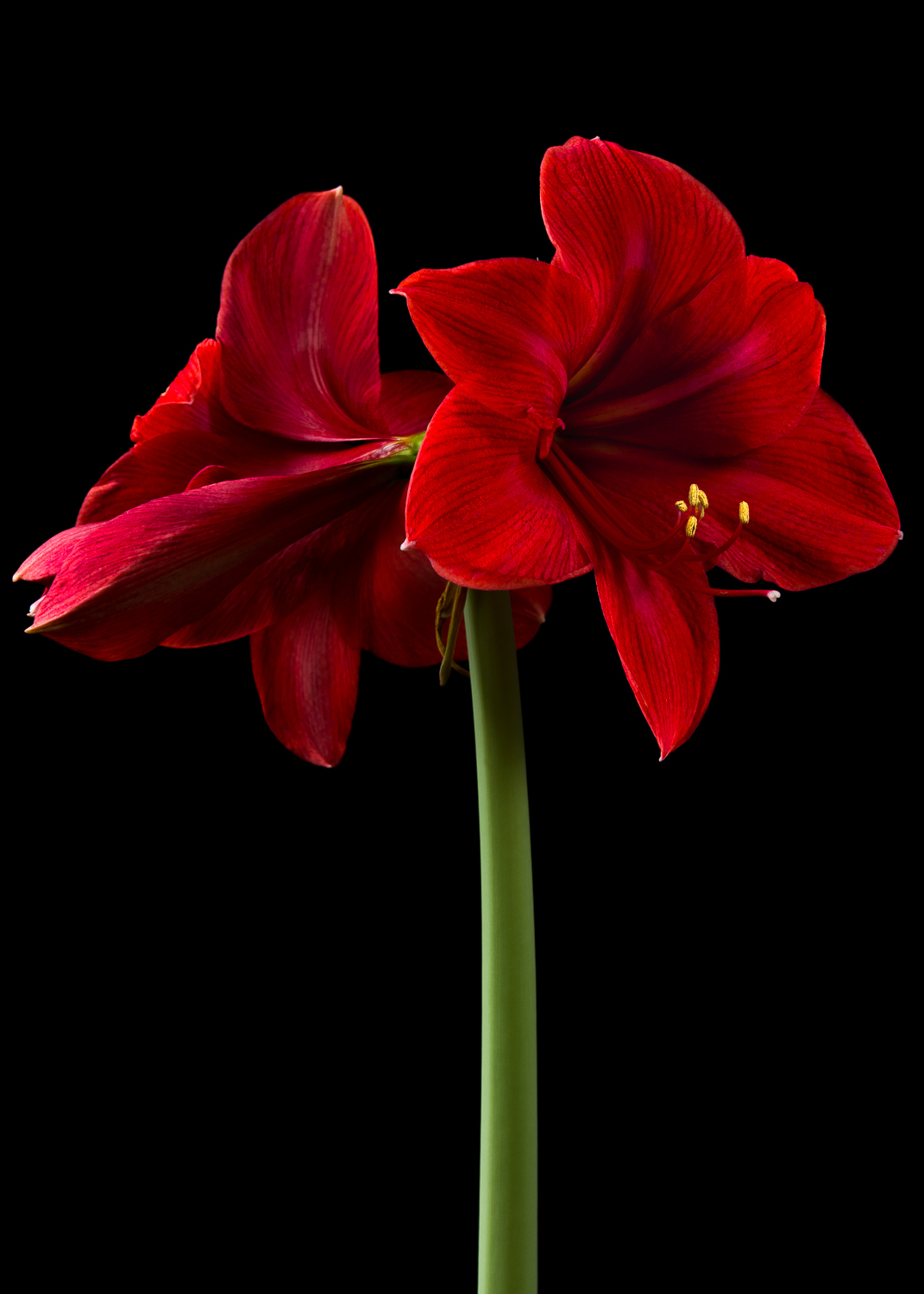 Final photograph of the Amaryllis, using 2 Dynalite Baja B4's.