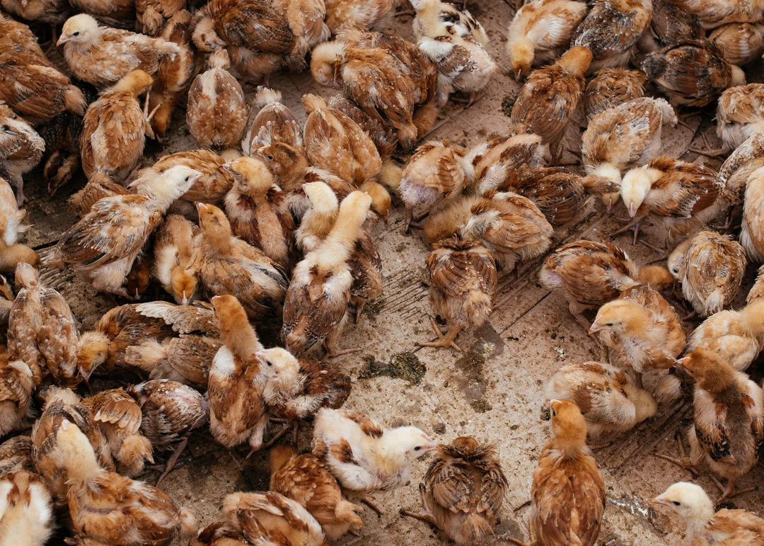 Baby chicks for sale.