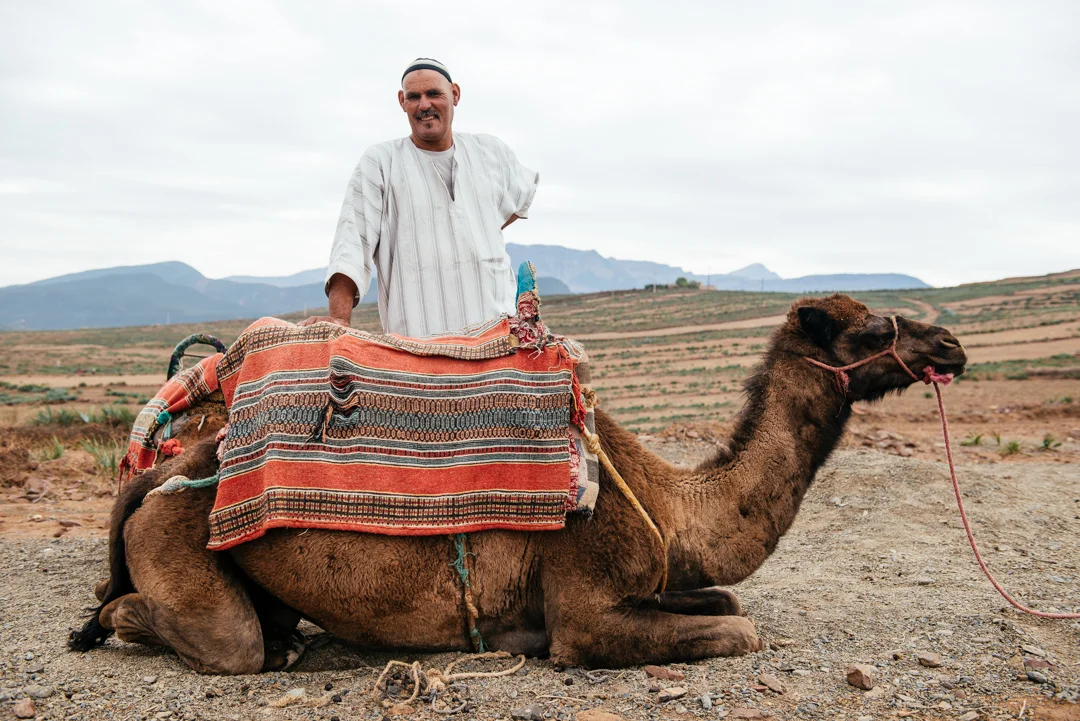 Camel guide.