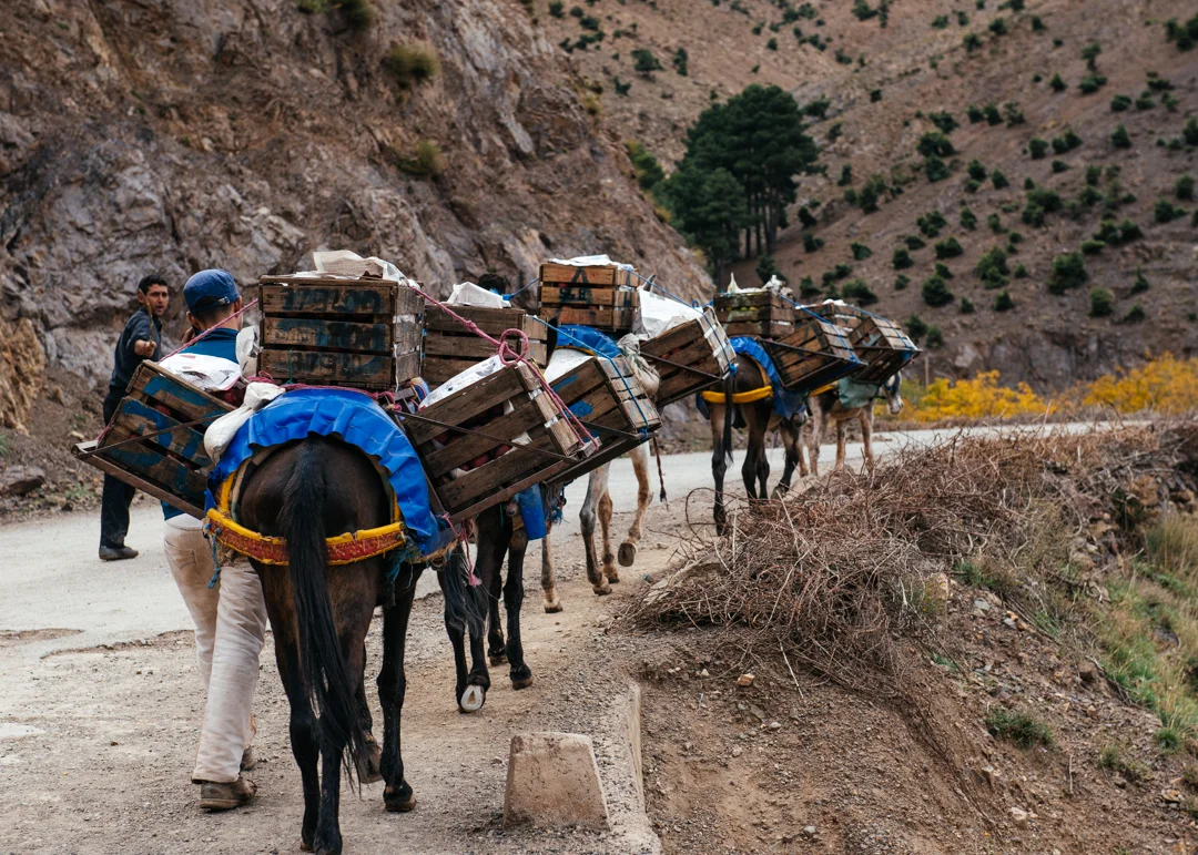 Berber farmers carry their supplies on horses and donkeys.