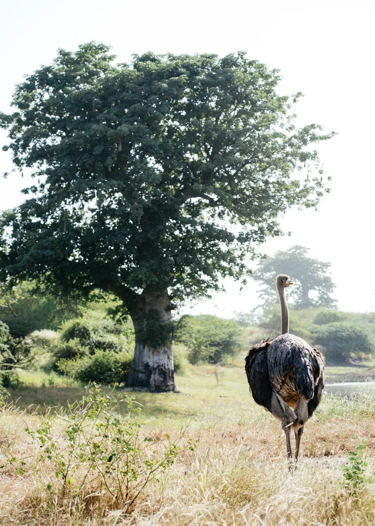 Ostrich with a baobab tree in the background. 