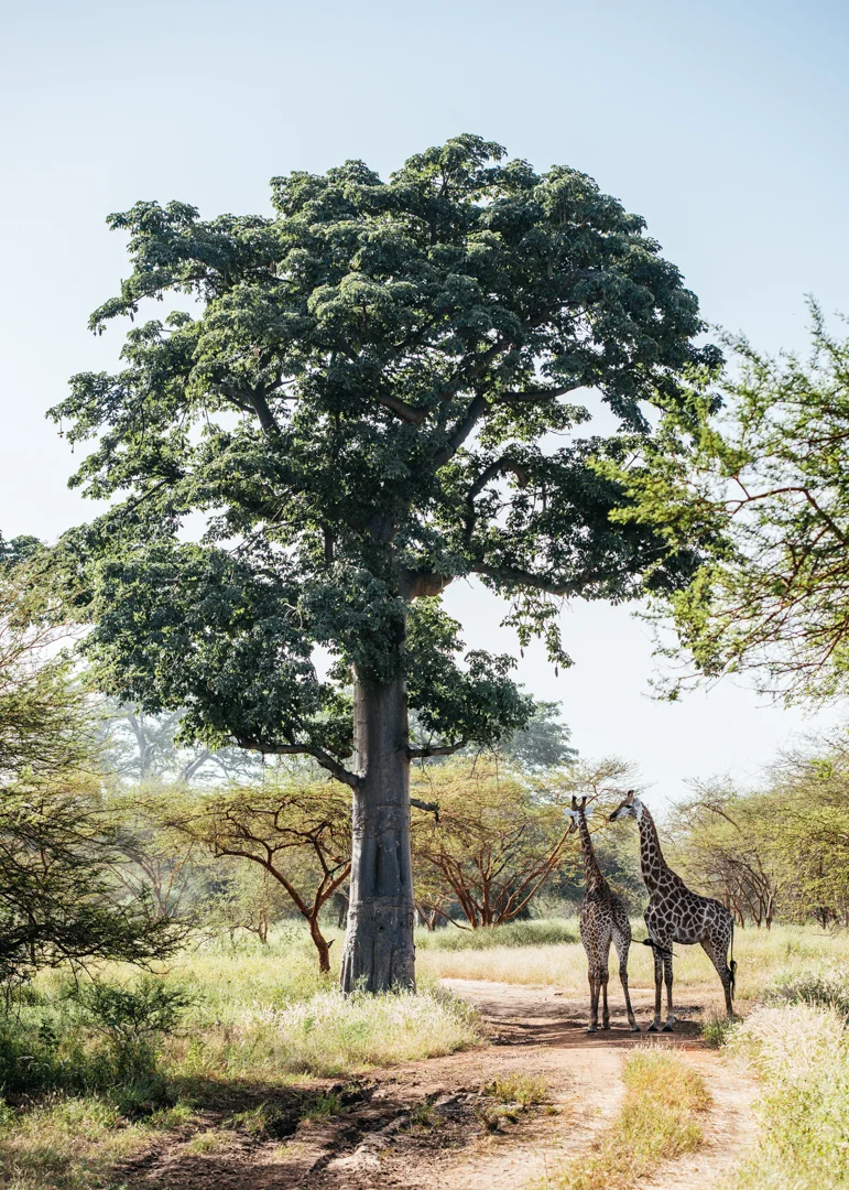 Giraffes hanging out in the shade of the tree. 