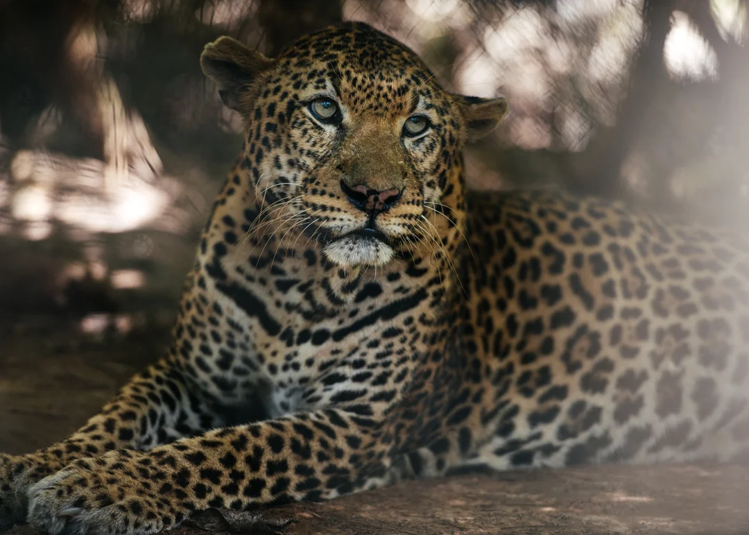 Caged leopard.
