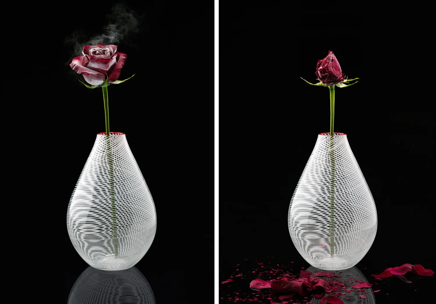 Frozen Rose