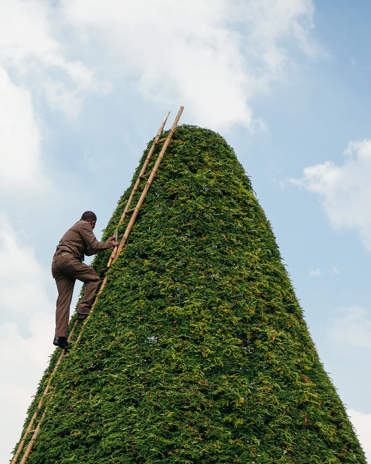 Trimming the hedges.