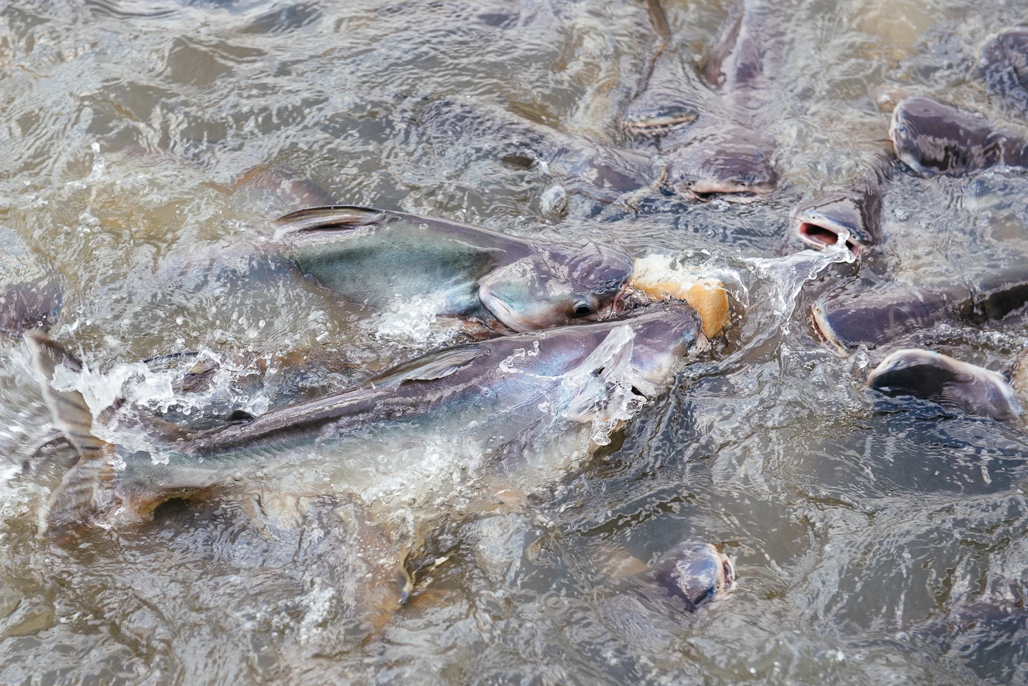 Feeding huge catfish bread loafs in the Chao Phraya River of Bangkok.