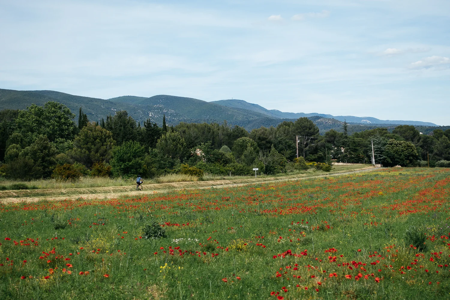 Chelsea on her way to Louris through the poppy fields.