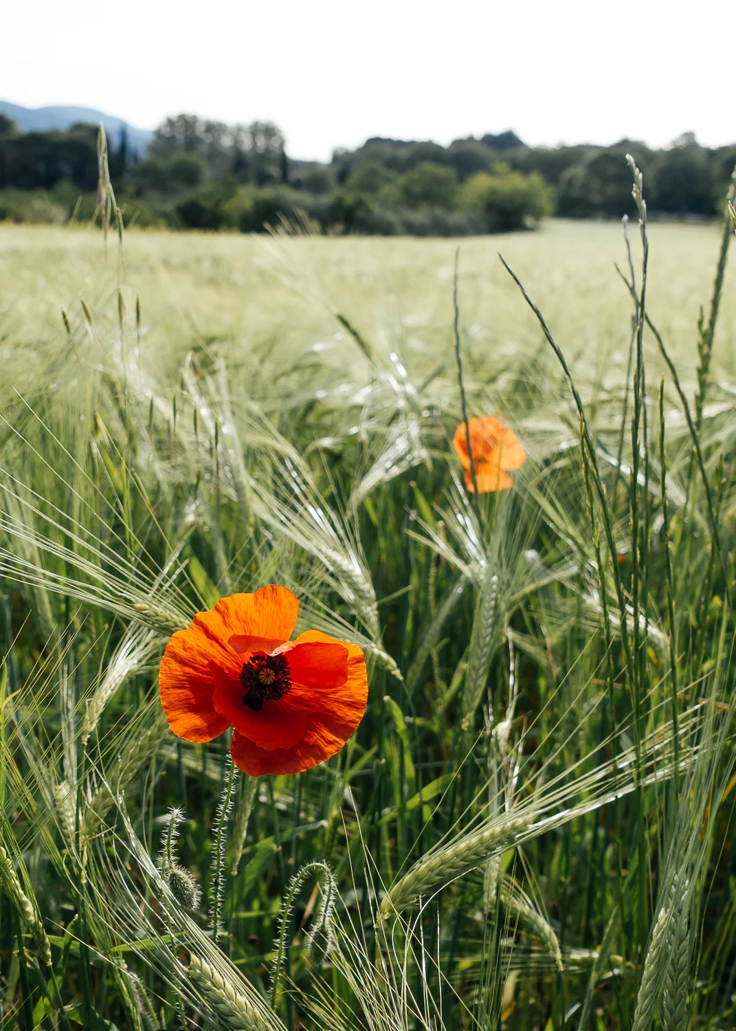 Red poppies line the wheat fields.