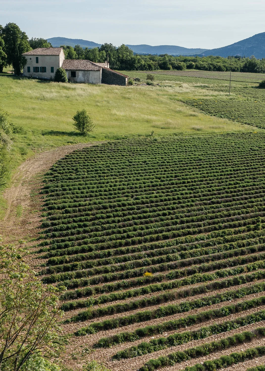Lavender fields.