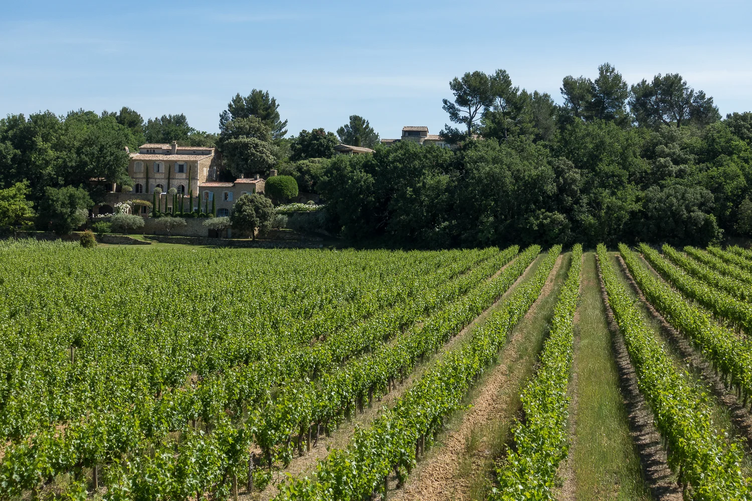 Vineyards line the roads as we forge ahead. 