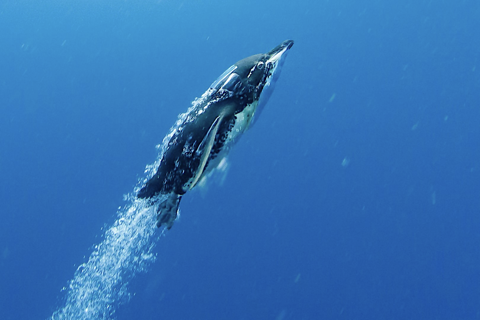 GALAPAGOS PENGUIN, NG Expeditions