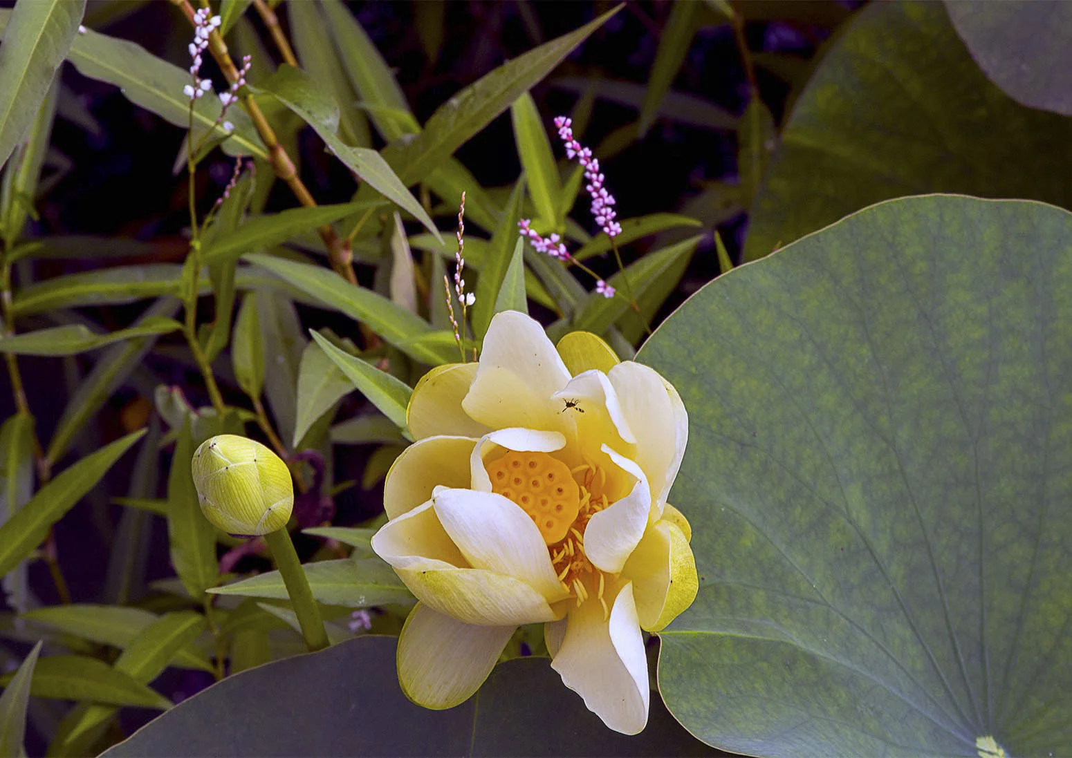 Lotus Flower