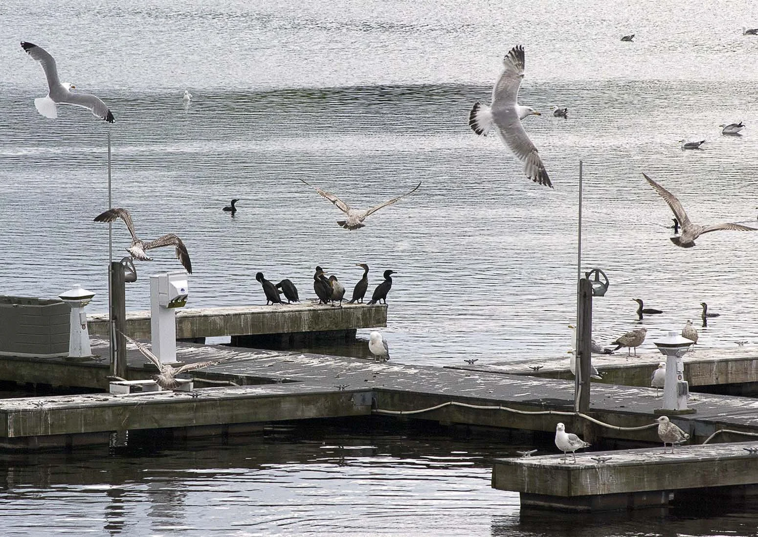 Herring Running