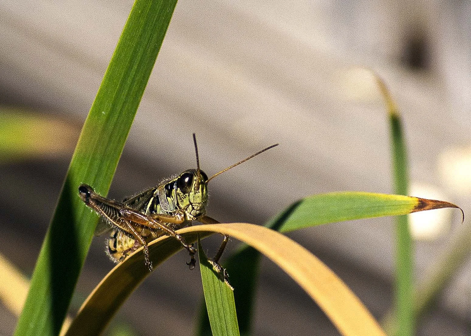 Grasshopper 