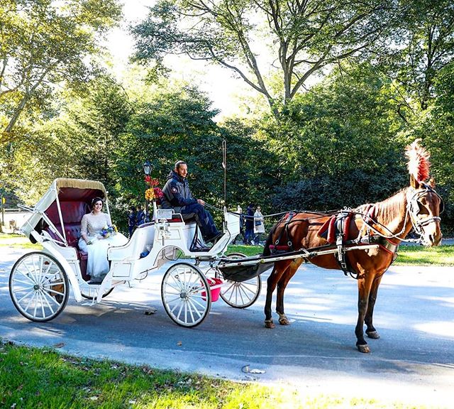 Clare arriving to her ceremony in style! #centralpark #centralparkwedding #horsecarriage #bowbridge #weddingphotographer #wedding #weddingplannernyc #elopementplanner #elopement #newyorkelopement #newyork #weddinginspo #newyorkdreamweddings #harleyha