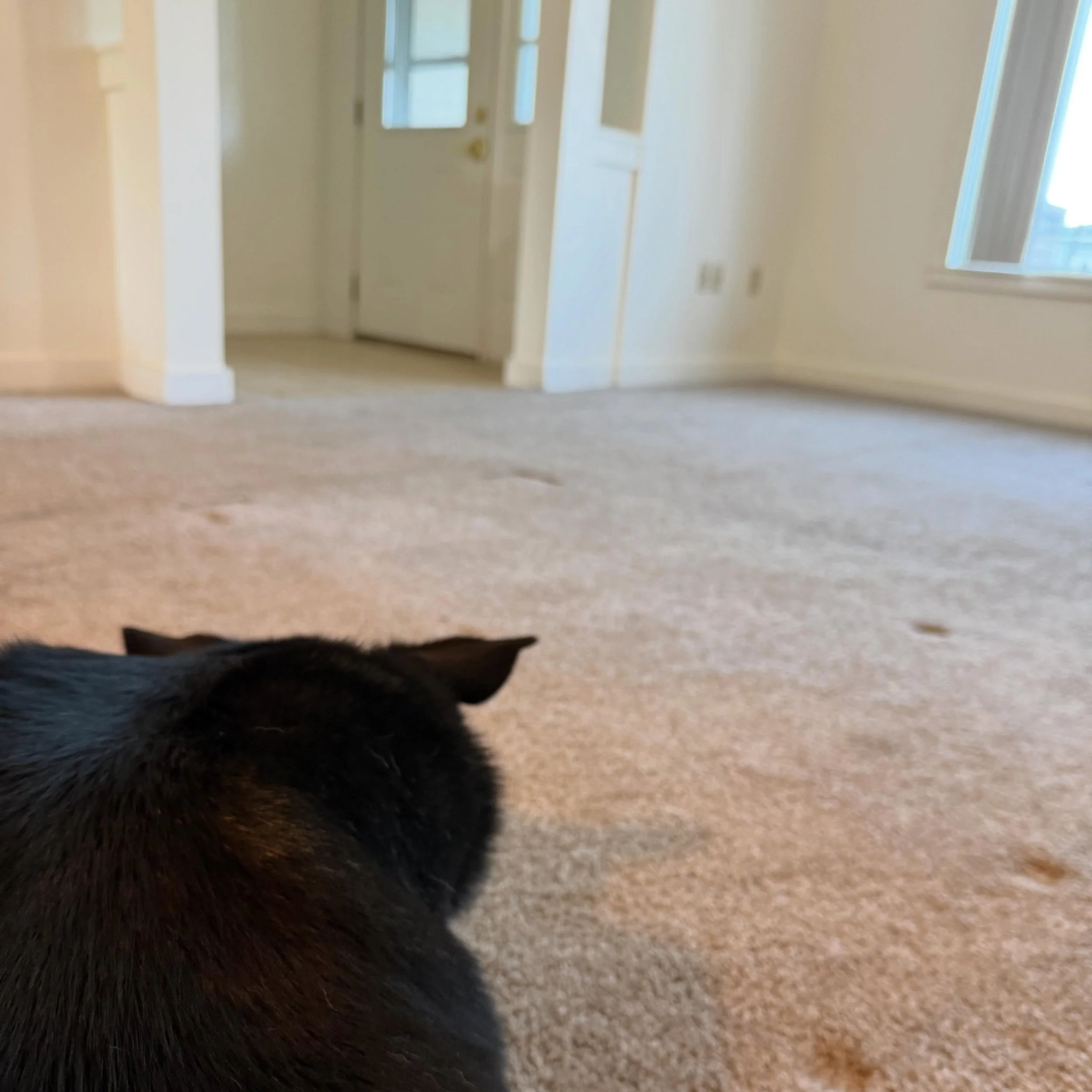 The house is packed! It&rsquo;s almost time for our next adventure! My heart is hurting and sad but it will be okay. At the moment I am more worried about this pup! He&rsquo;s not doing great, despite having moved to a different country when he was a