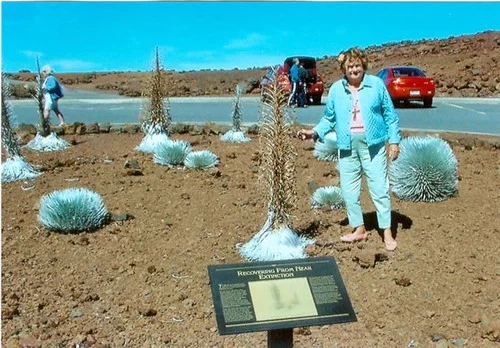 Diane Cushman