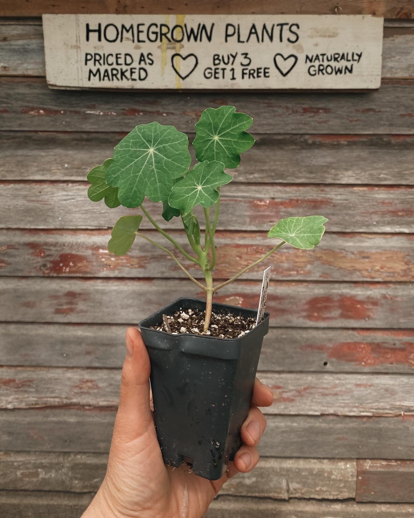 🌱 Homegrown plants, from our homestead to yours! 🌱

We&rsquo;ve been tending these seedlings since mid-February and are excited for them to find a new home in your gardens! Starting this weekend, we have warm weather crops including heirloom tomato