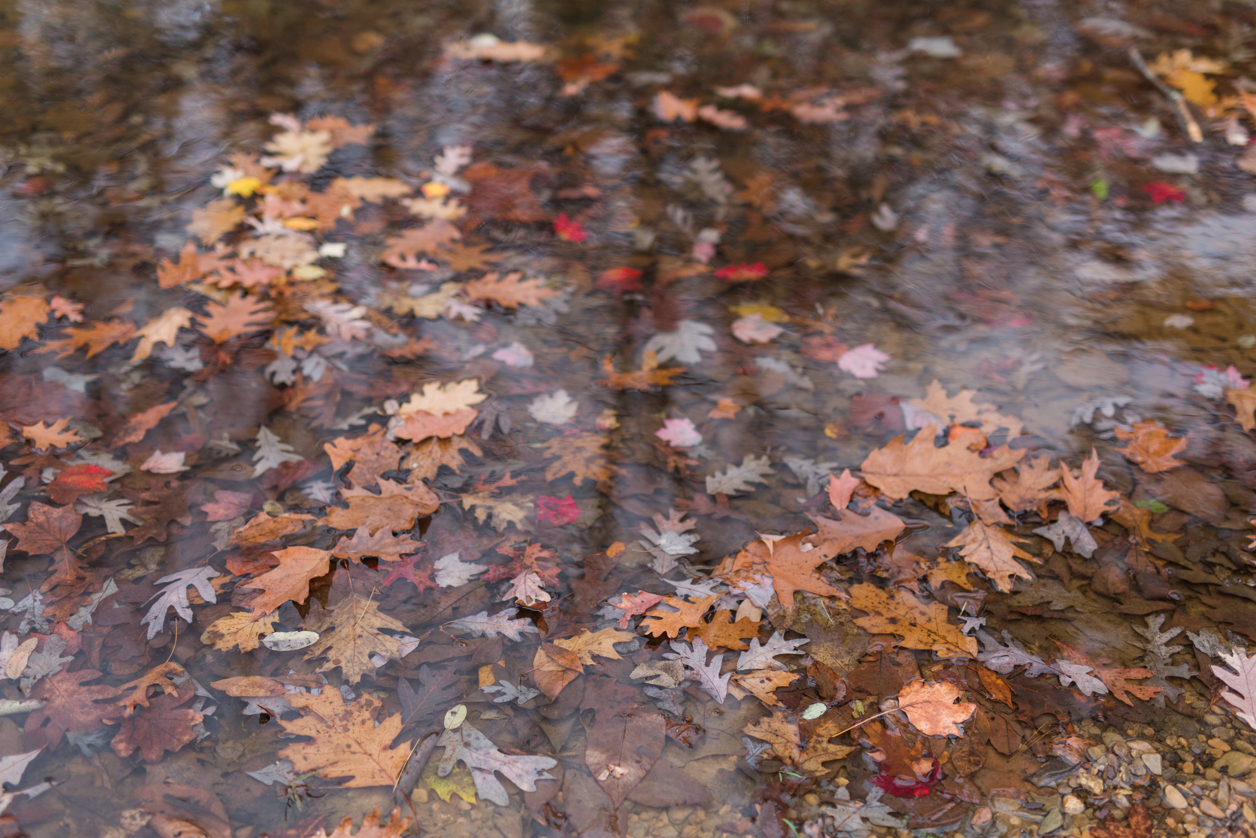 Fall engagement session at lake sherando in central virginia || Lynchburg Wedding and Engagement Photographer || www.ashleyeiban.com