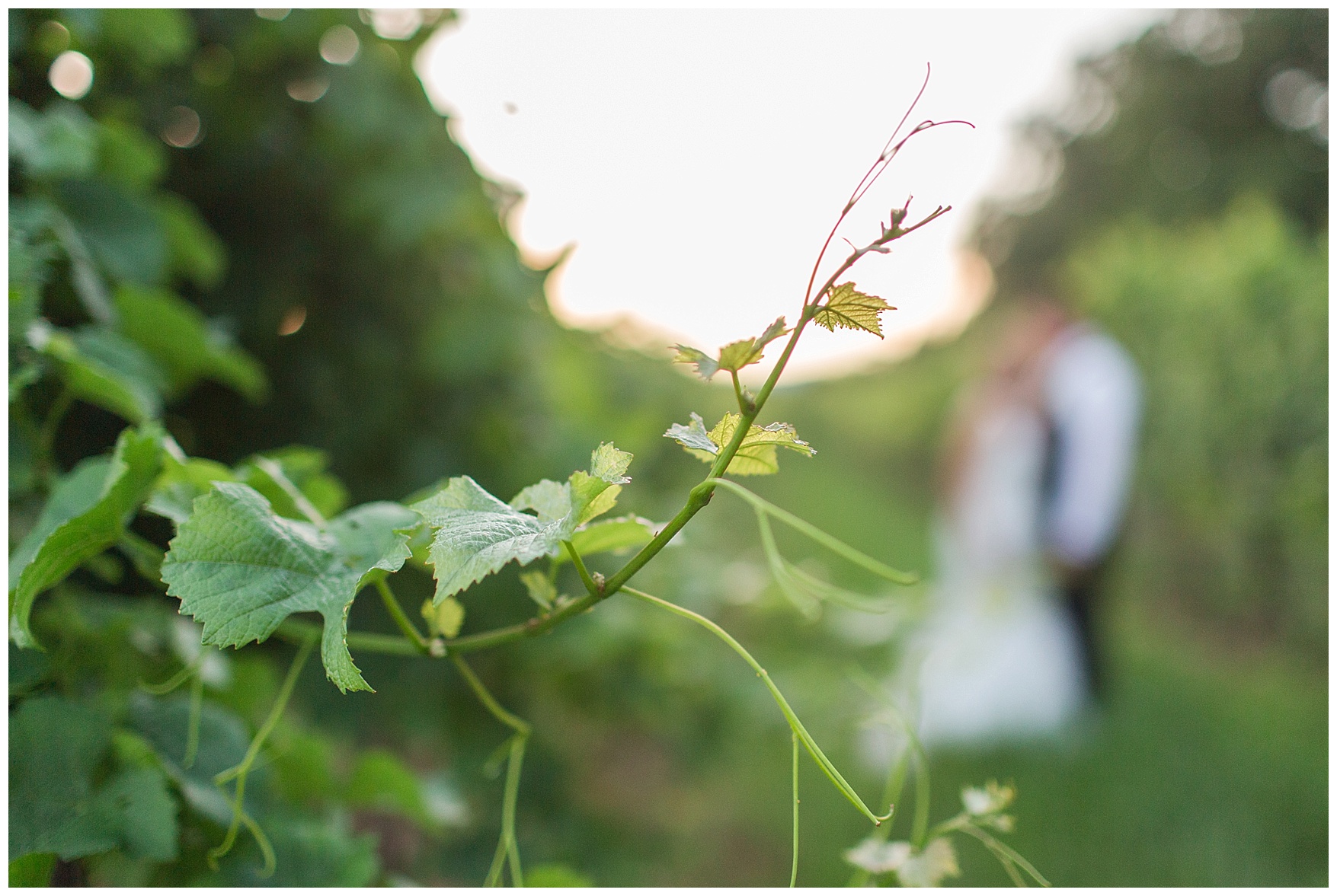 Knight’s Gambit Vineyard Wedding in Charlottesville, Virginia || Central VA Winery Wedding Photographer