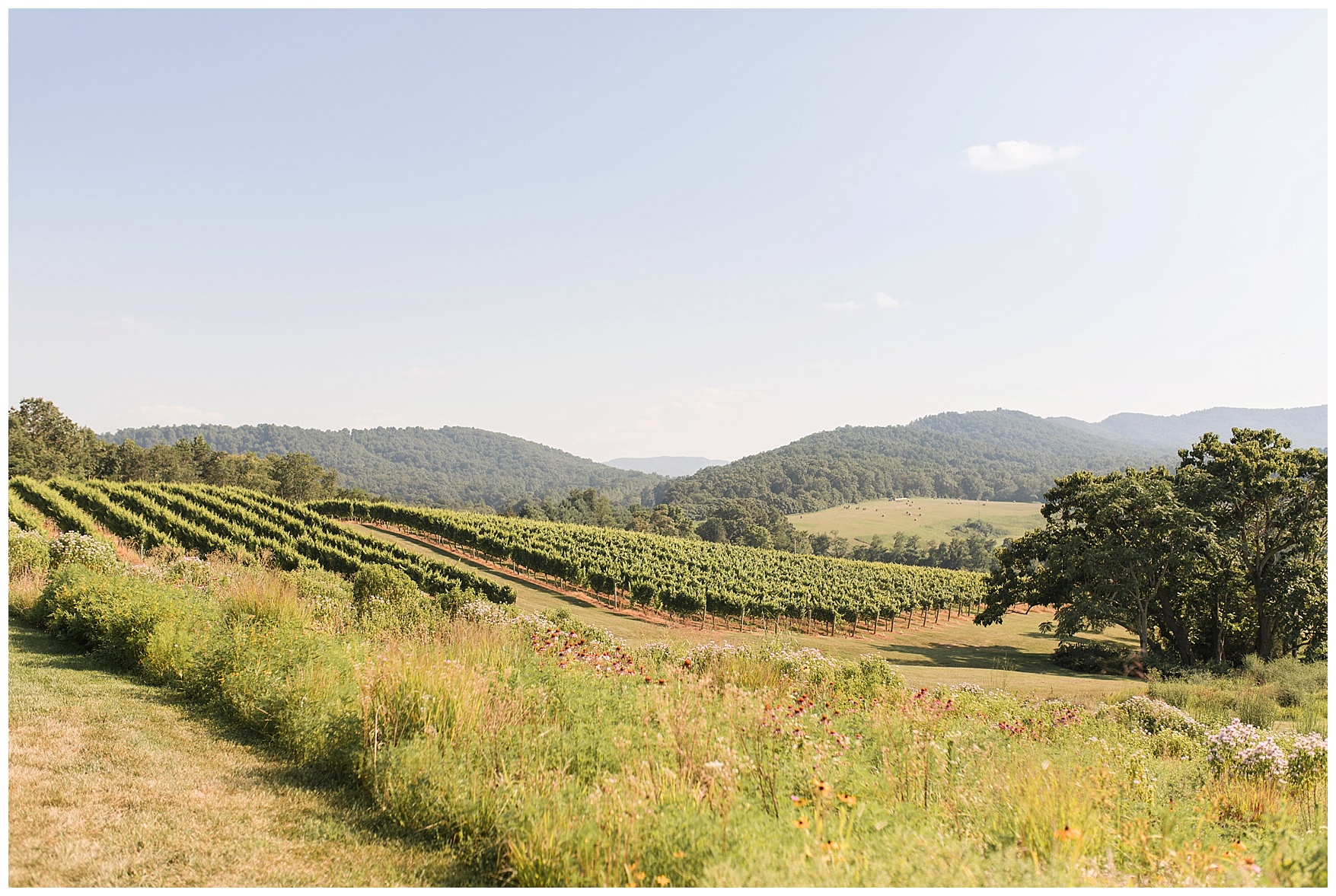 Pippin Hill Farm & Vineyard Wedding in Charlottesville, Virginia || Lynchburg and Charlottesville Wedding Photographer || Summer vineyard wedding in Central Virginia