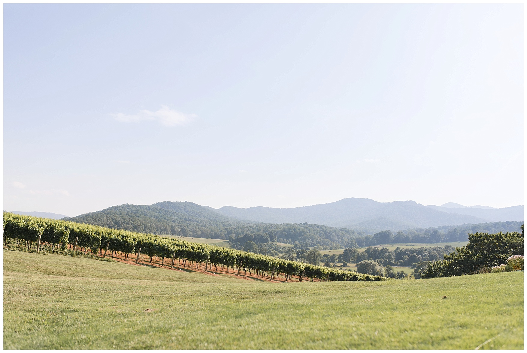 Pippin Hill Farm & Vineyard Wedding in Charlottesville, Virginia || Lynchburg and Charlottesville Wedding Photographer || Summer vineyard wedding in Central Virginia
