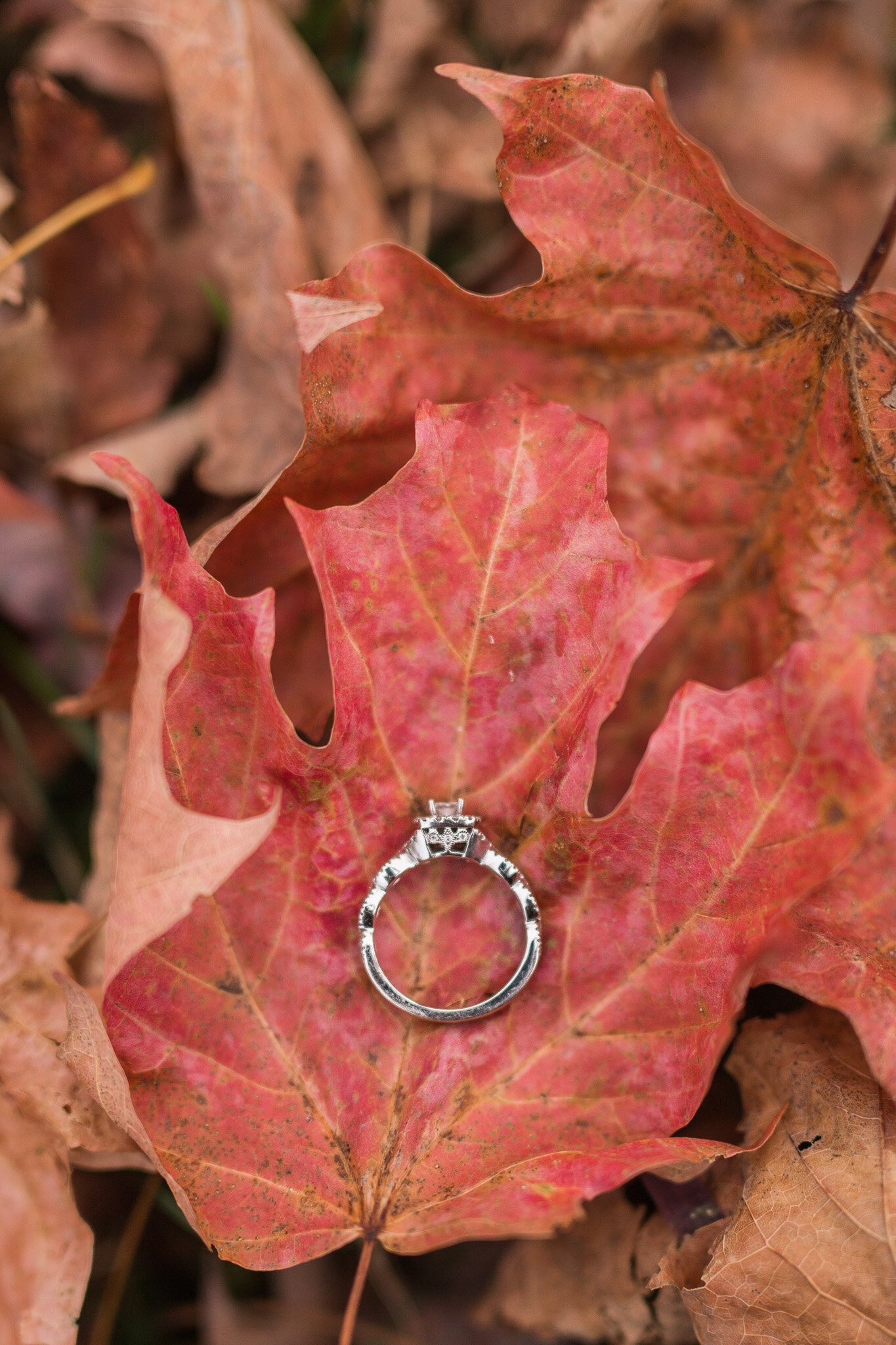 Fall Mountain View Engagement Session || Lynchburg, Virginia Wedding and Engagement Photographer || Sweet Briar College Engagement Photos