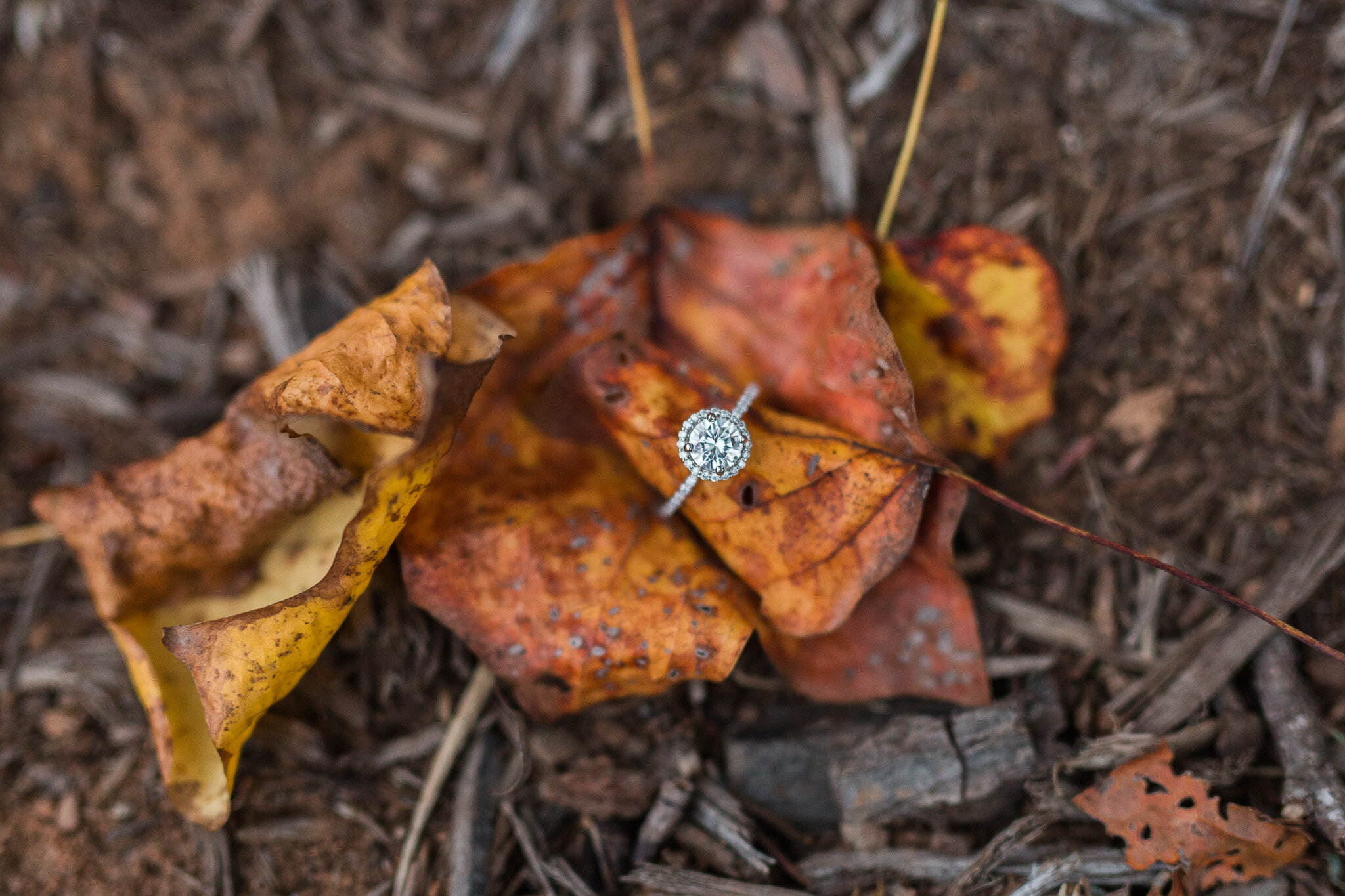 Engagement Session at The Trivium Estate in Forest, VA || Lynchburg Wedding and Engagement Photographer 