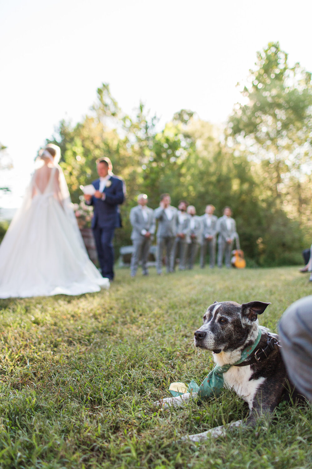 Classy Southern Fall Wedding at Bold Rock Cidery in Afton Virginia || Charlottesville and Lynchburg Wedding Photographer