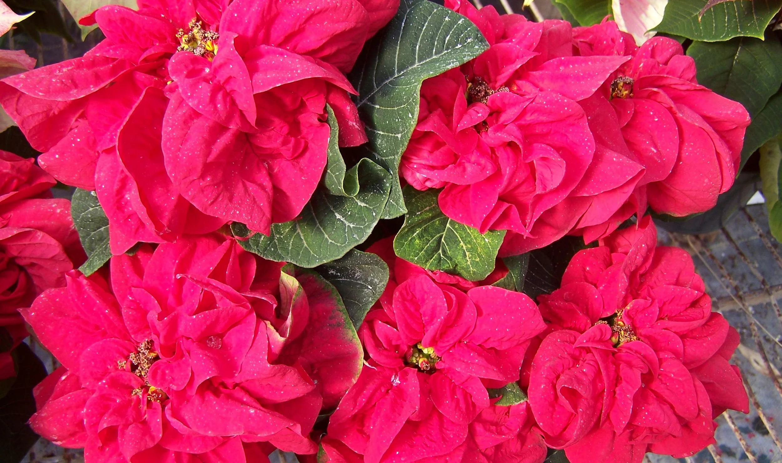 Winter Rose Poinsettia