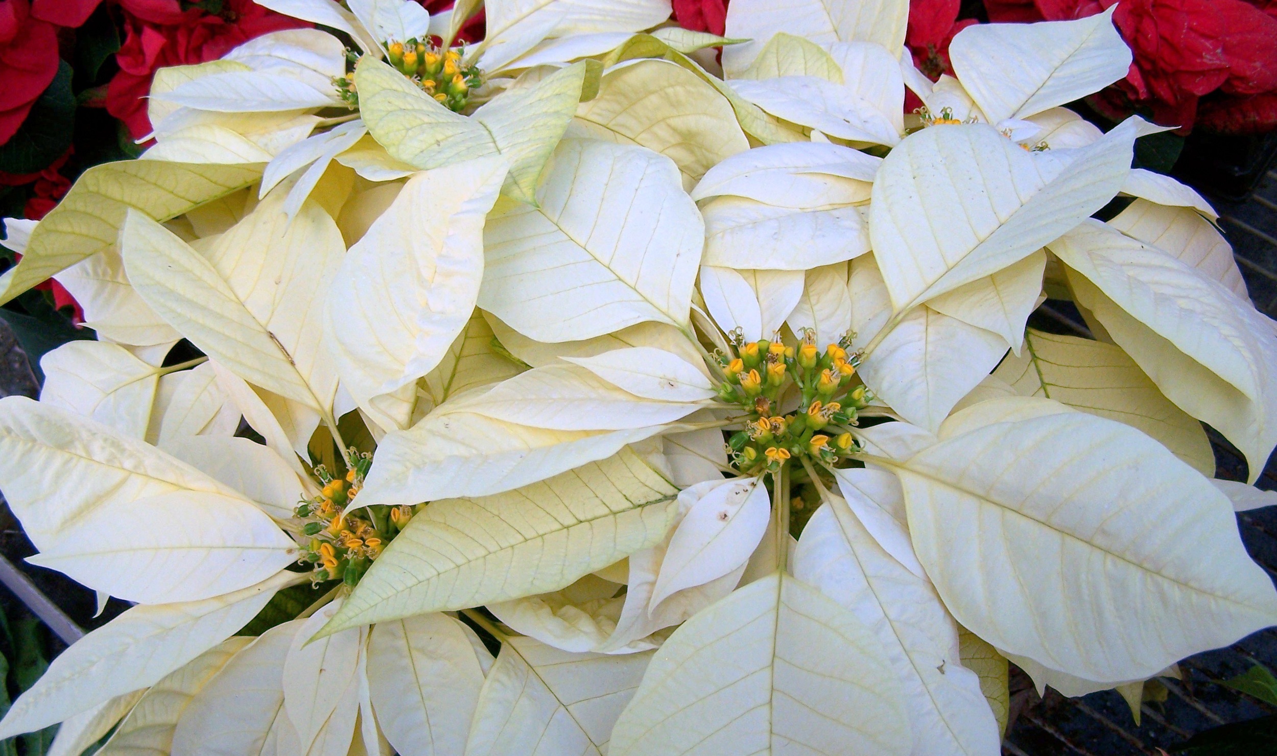 Traditional White Poinsettia