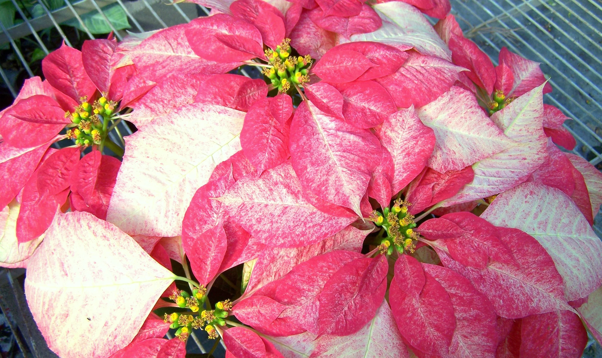 Ice Crystal Poinsettia